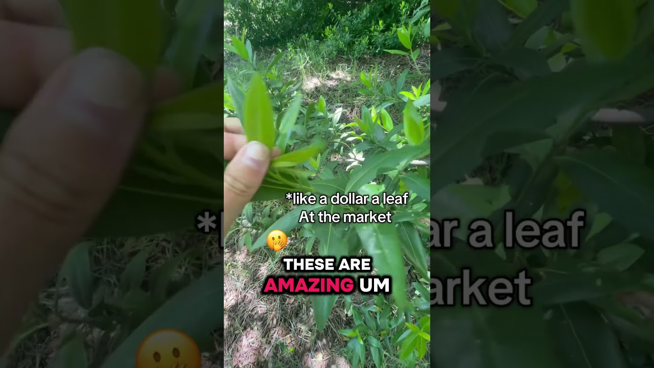 California bay laurel leaf 🍃 #bayleaf #nature #forage #pepper #california #herbs #crazy