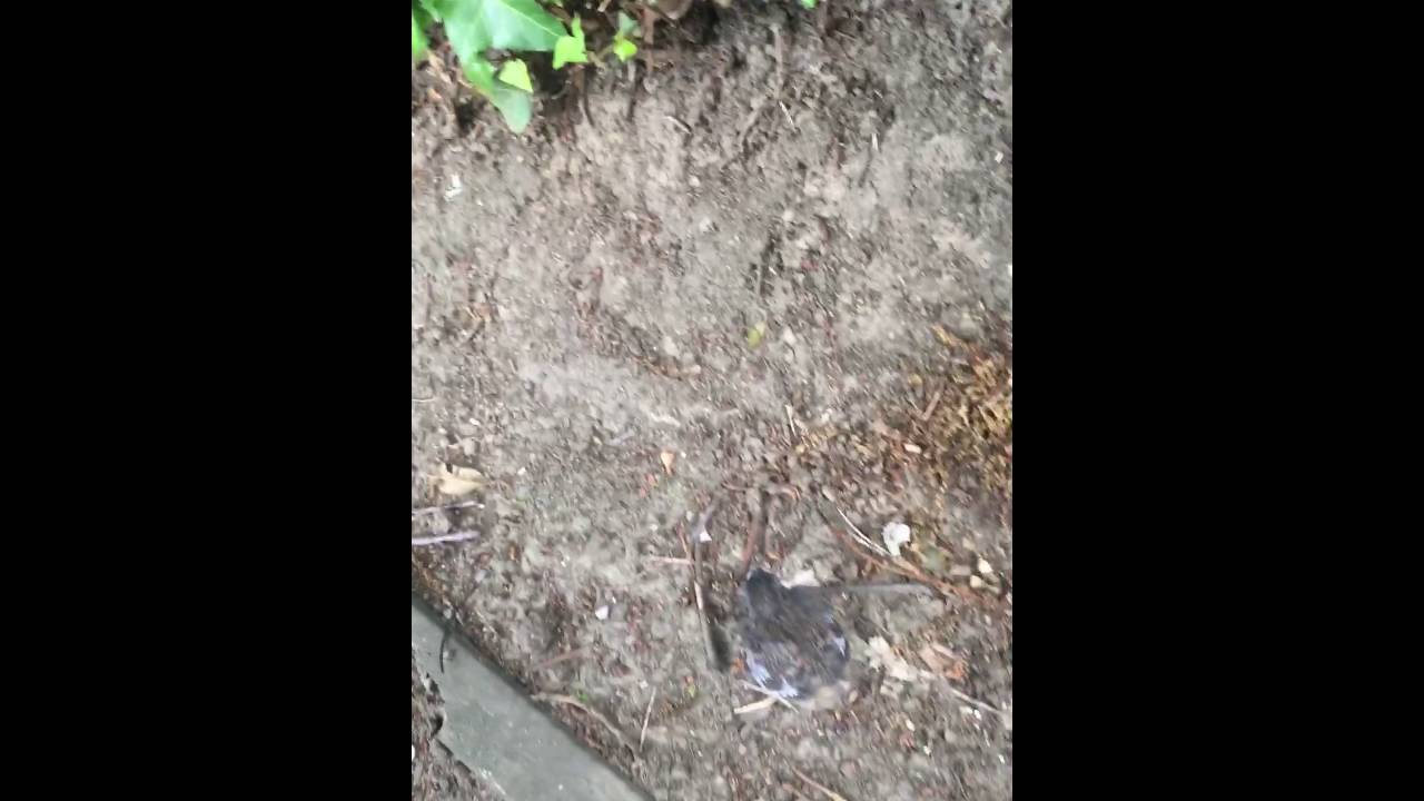 Djjawz saves a brid