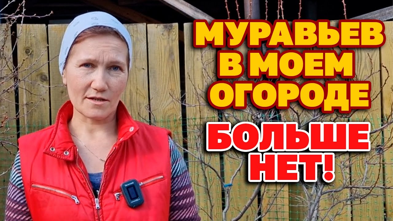 МУРАВЬИ не любят ЭТО пара КАПЕЛЬ и они уйдут СУПЕР СПОСОБ ИЗБАВИТСЯ ОТ ТЛИ БЕЗ ХИМИИ@obovsemsmarusya
