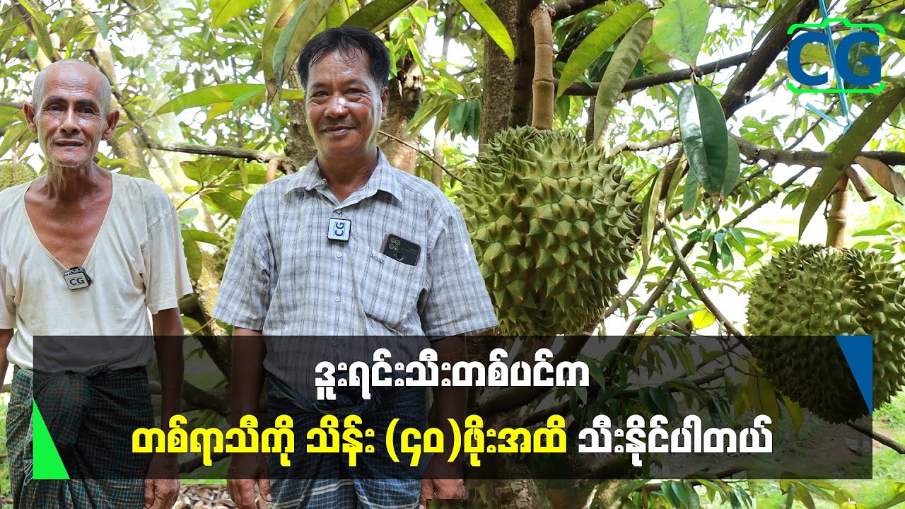 မော်လမြိုင်မြို့ ငန်းတေးအရပ်ရှိ ဒူးရင်းခြံပိုင်ရှင် ဦးသန်းလှနှင့် တွေ့ဆုံခြင်း..