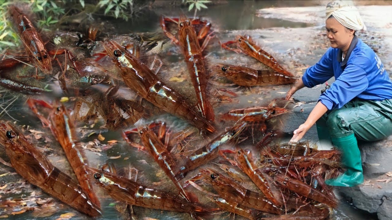 ดักกุ้งเปลี่ยนหมายวันนี้ได้กุ้งก้ามปลาและปูหินเยอะมากๆครับ/20/ม.ค/69