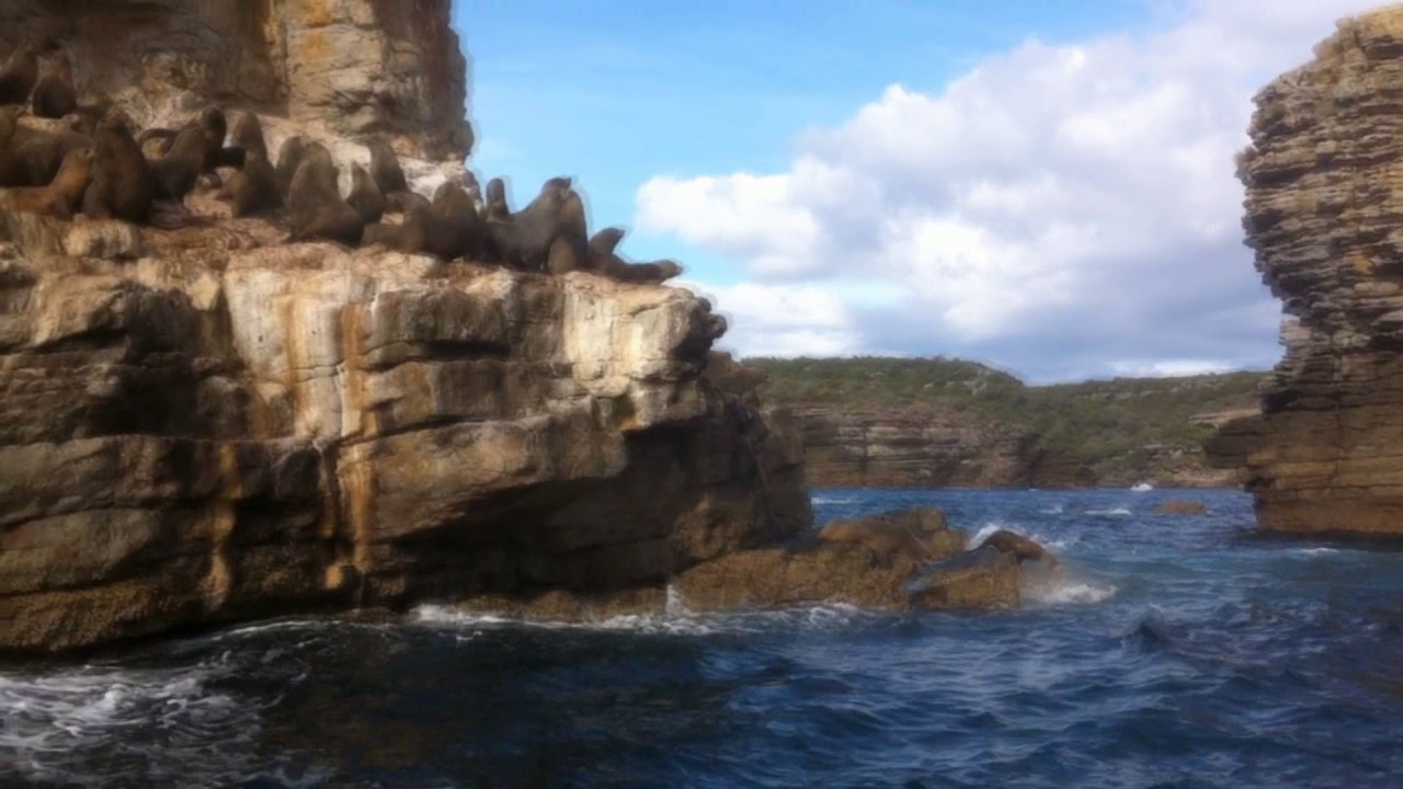 Jervis Bay and the Killer Whales