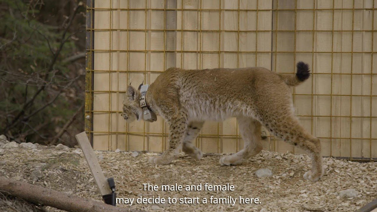 Release of Eurasian lynx in Gorenjska: Zois and Aida