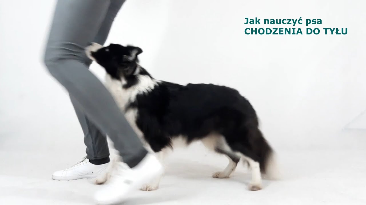 Jak nauczyć psa CHODZENIA DO TYŁU