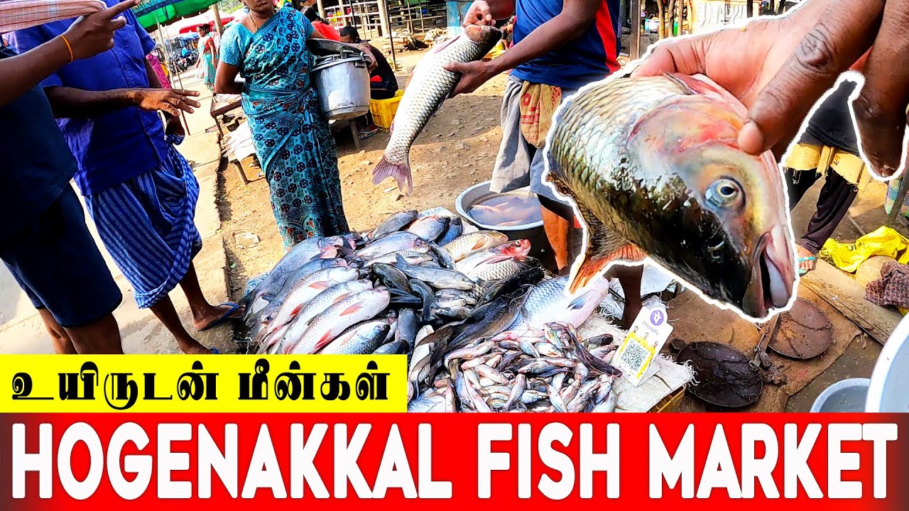 Hogenakkal Fish Market | Live River Fishes | Hogenakkal Falls | Fish Fry - Chennai Super Vlogs