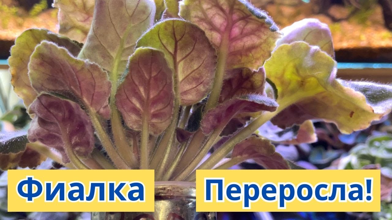 ФИАЛКИ ПЕРЕРОСЛИ! Что делать? Срочно отсадить!!!