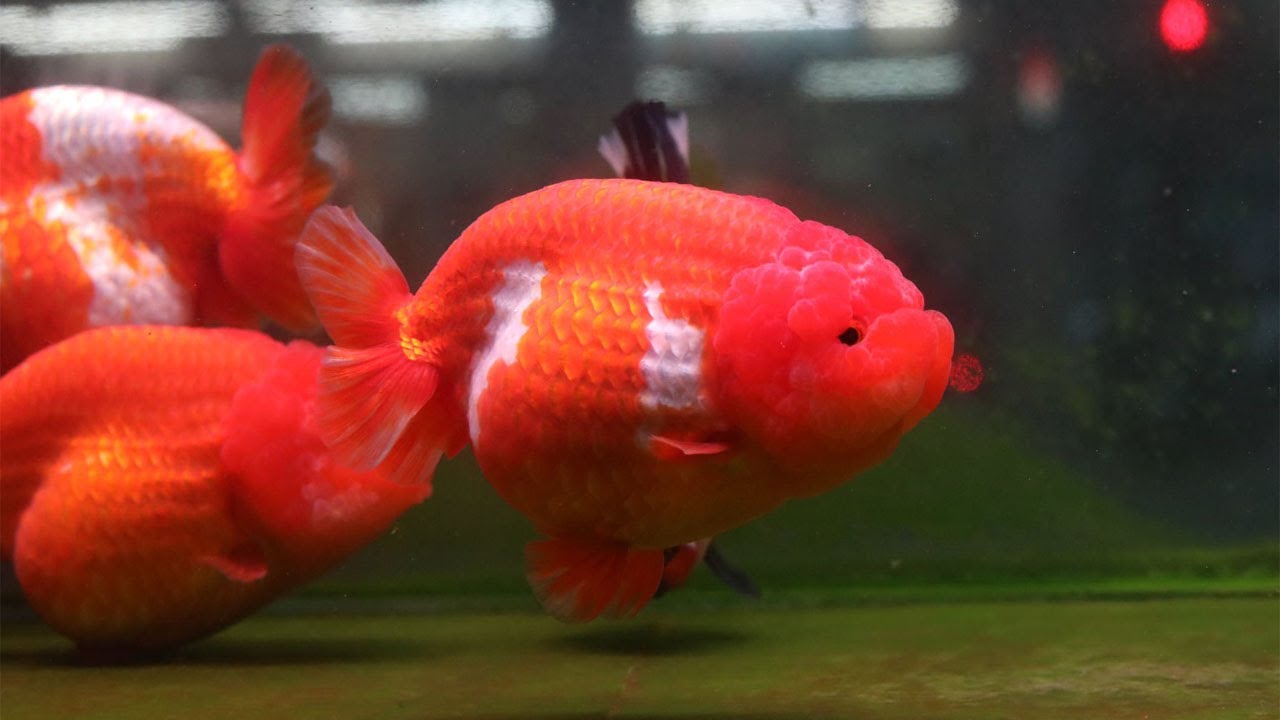 The most beautiful goldfish - Top quality  goldfish