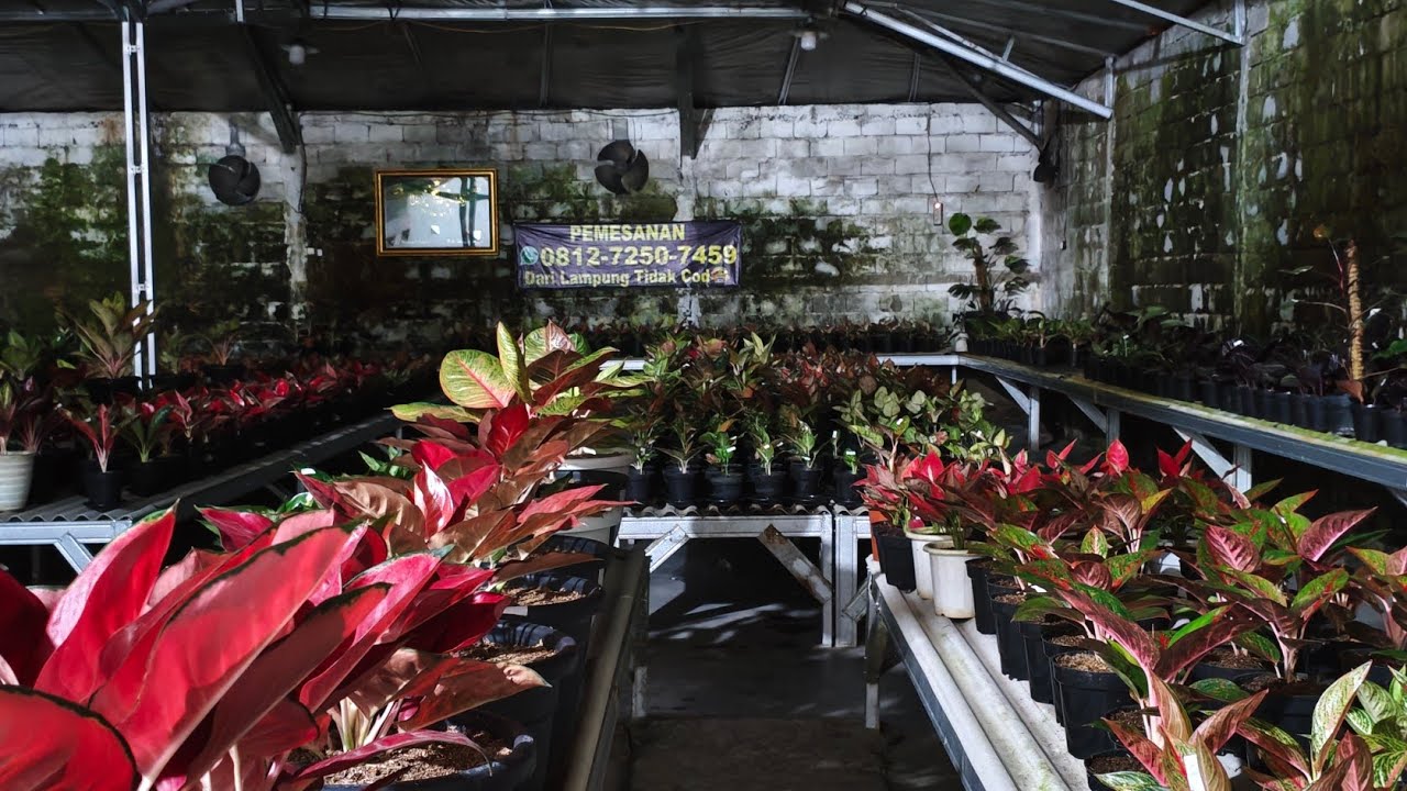 Tanaman Hias aglonema