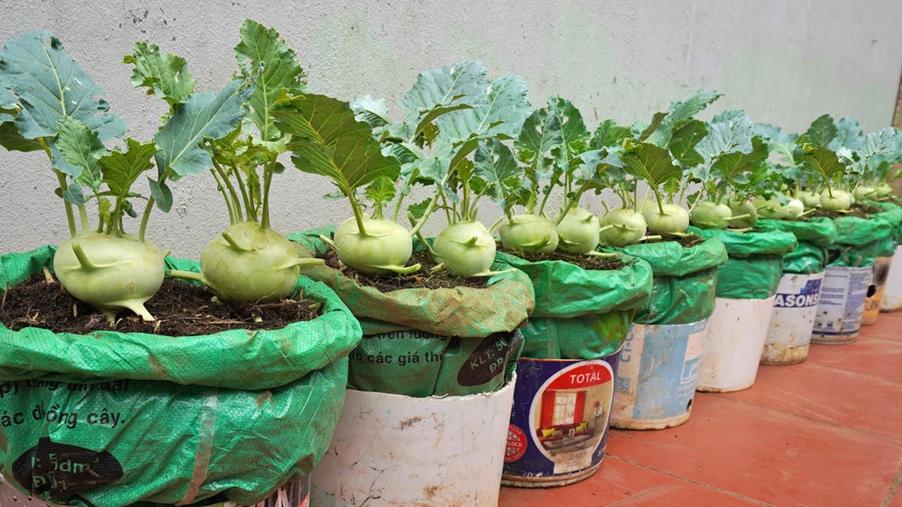 Try Growing kohlrabi in sacks and paint cans, I didn't expect the tuber to be so big!