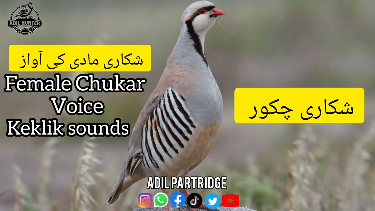 Shikari Madi Chukar Ki Awaaz | Female Chukar Sound | Keklik Call for Hunting#keklik #chukar#sound