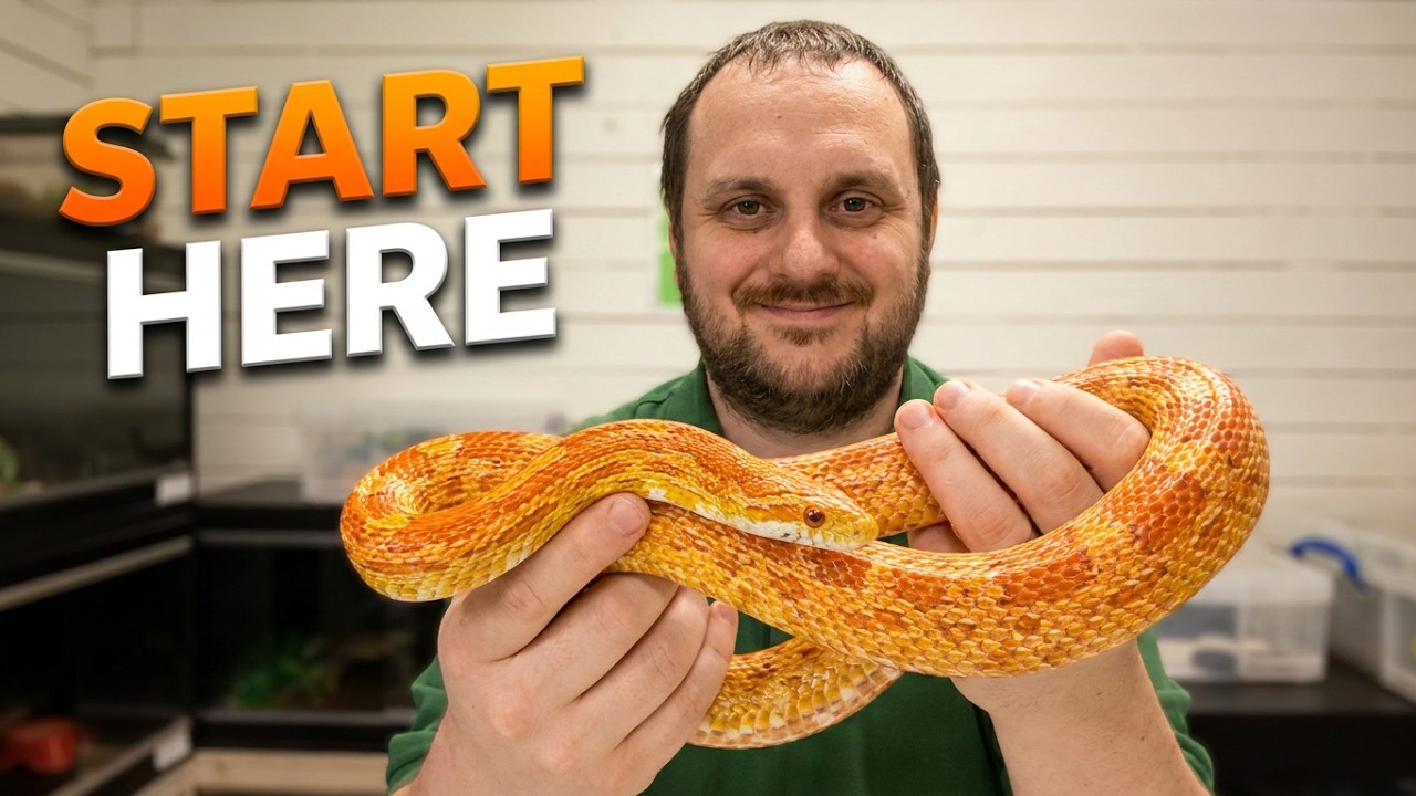 How to choose a corn snake
