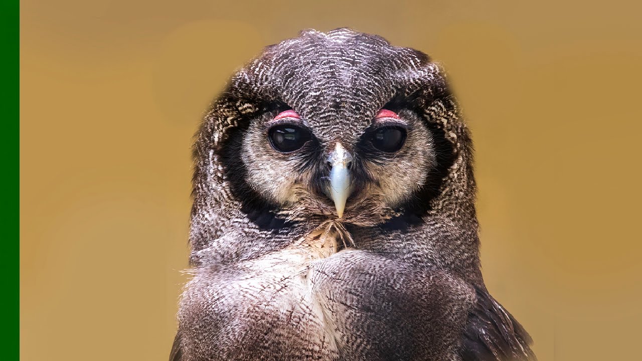 Injured Eagle Owl Released Back Into The Wild | Love Nature