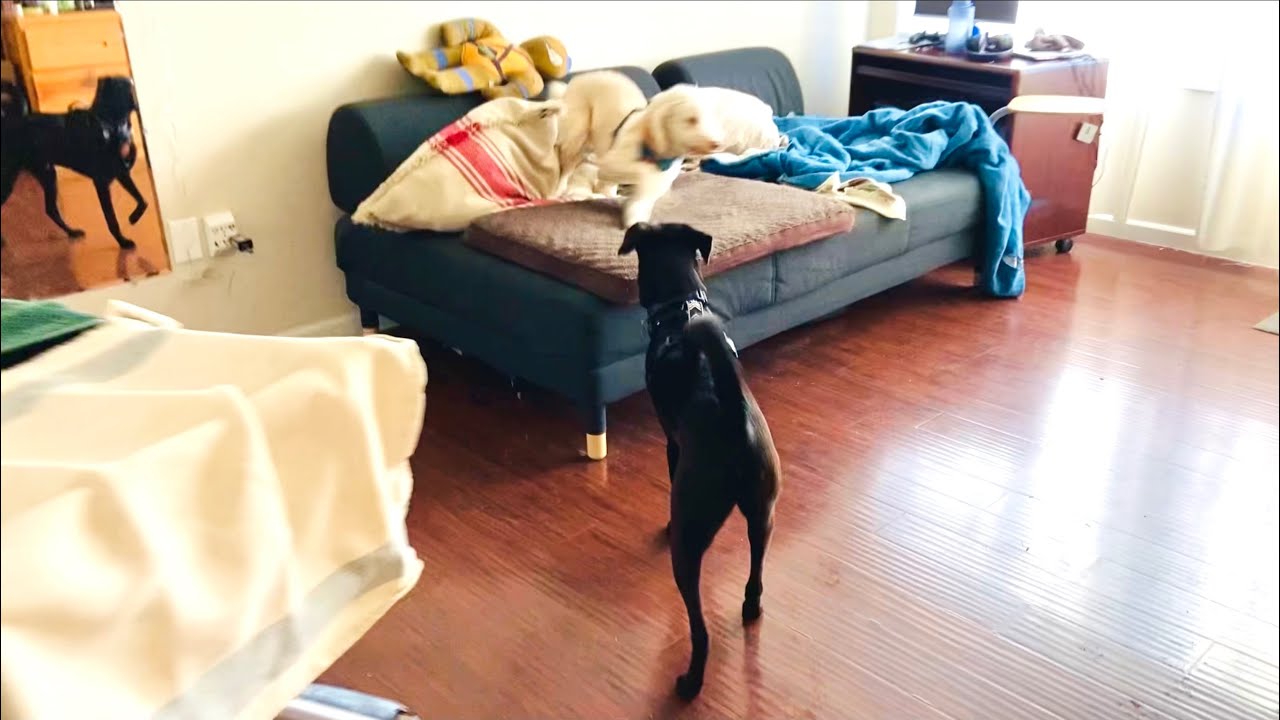 Fostering Kobe (Lab/Whippet Mix) -Updates from the Shelter. Exhausted from Preventing Dog Fights