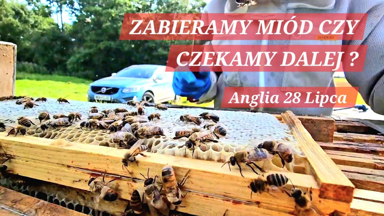 ZBIORY MIODU, POLSKI PSZCZELARZ W ANGLII #miód  #pszczelarz #pasieka