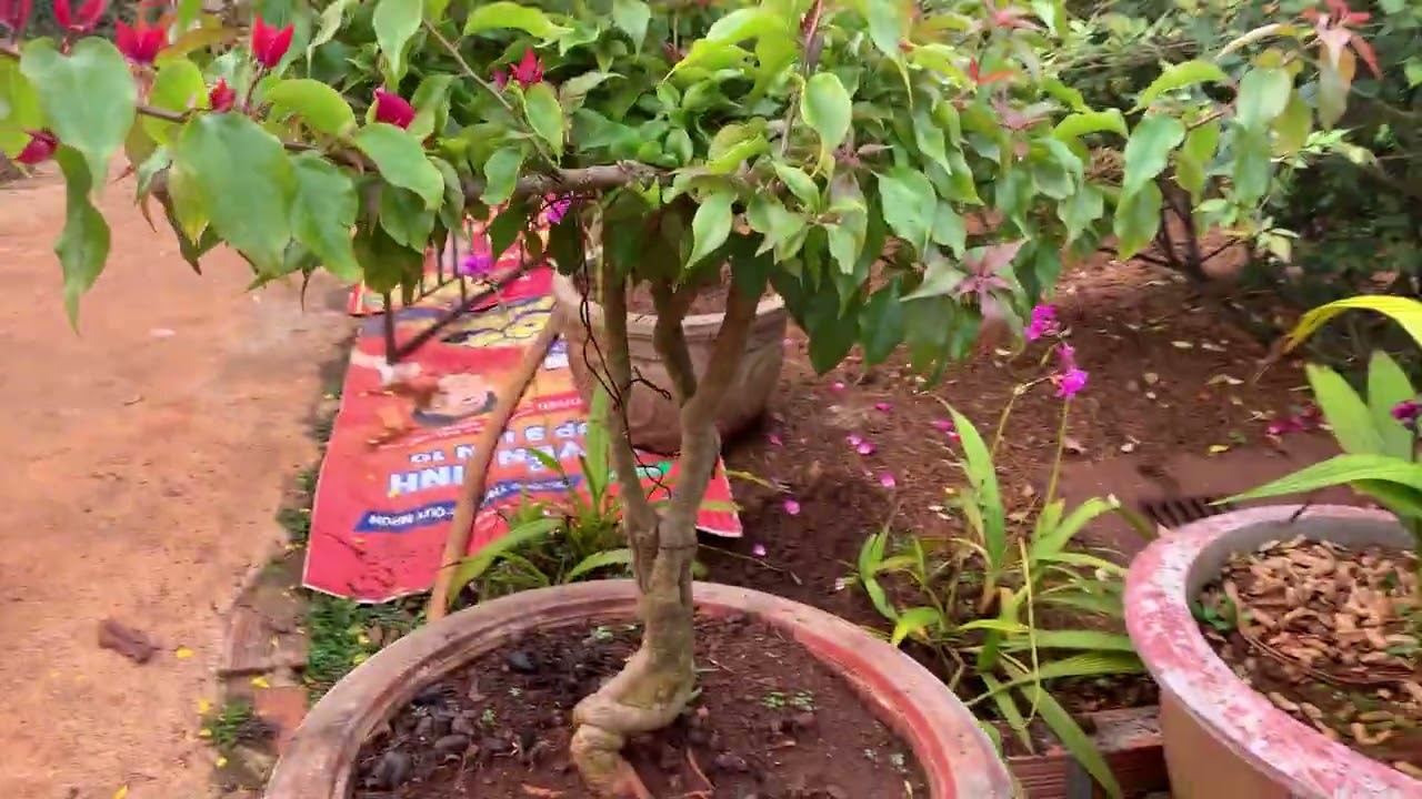 Vườn hoa Tết nhà em 