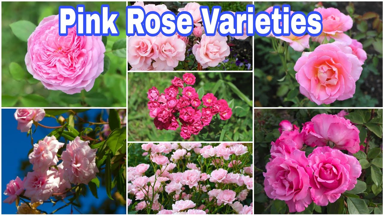 27 Different Types of Pink Rose Varieties