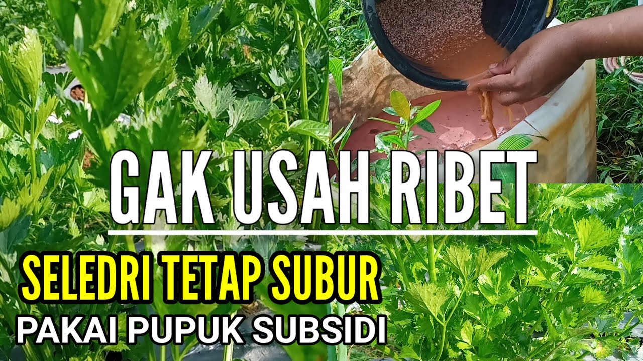 CUKUP 2 PUPUK INI!! Dosis Pemupukan Seledri Agar Pertumbuhan Maksimal