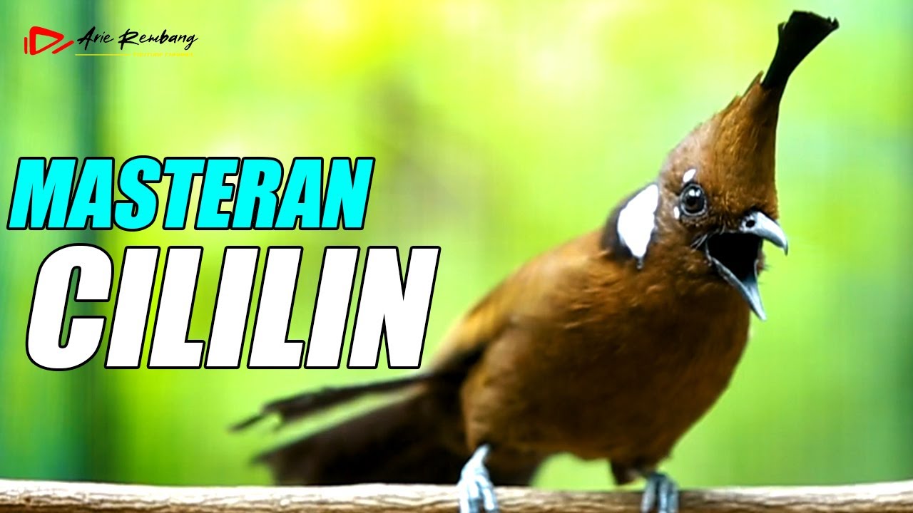 MASTERAN CILILIN GACOR SUARA JERNIH KUALITAS HD
