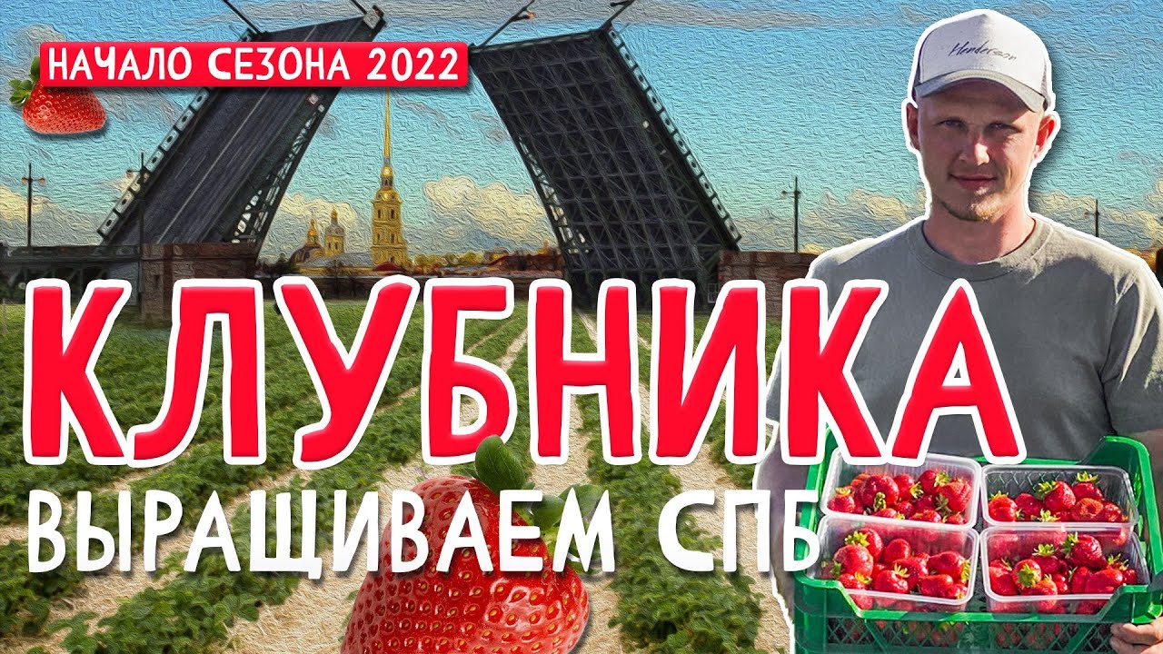 КЛУБНИКА🍓 как бизнес 2022. Выращиваем и продаем КЛУБНИКУ в СПб. Какие трудности ?