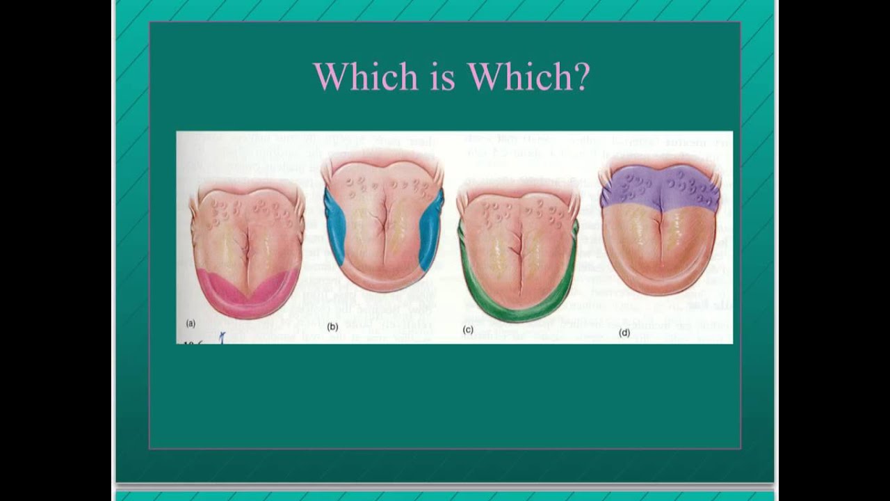 Taste sensation lecture