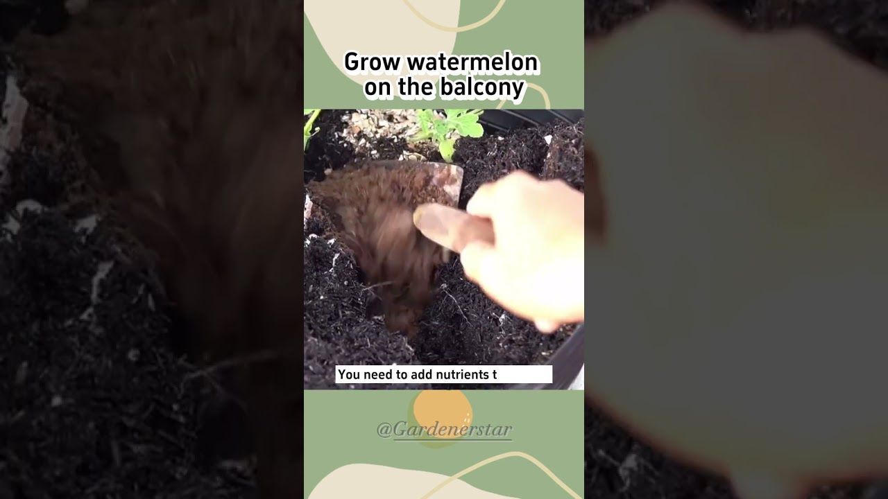It only takes two months to grow watermelons on your balcony # Tips for life # Planting Tips