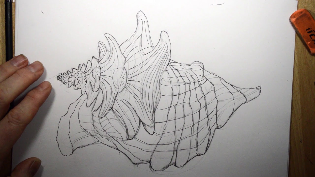 Strombus Gigas I