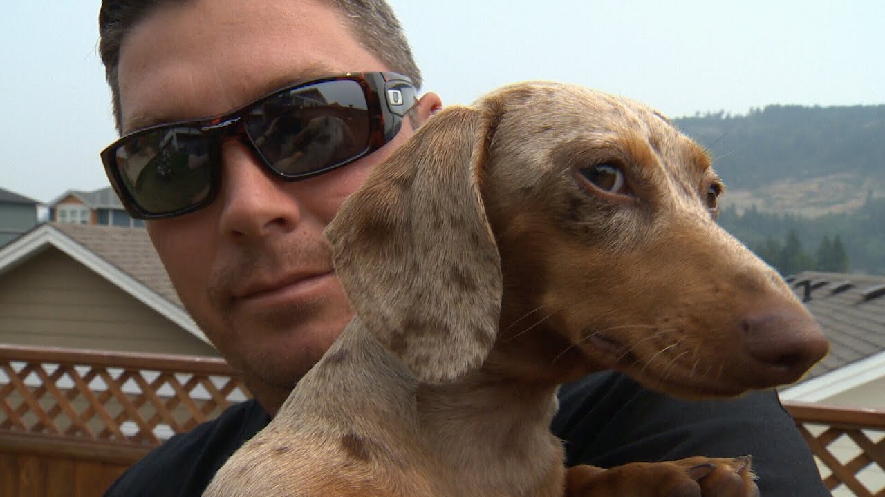 Man vs. cougar: Big cat punched out after snatching dog