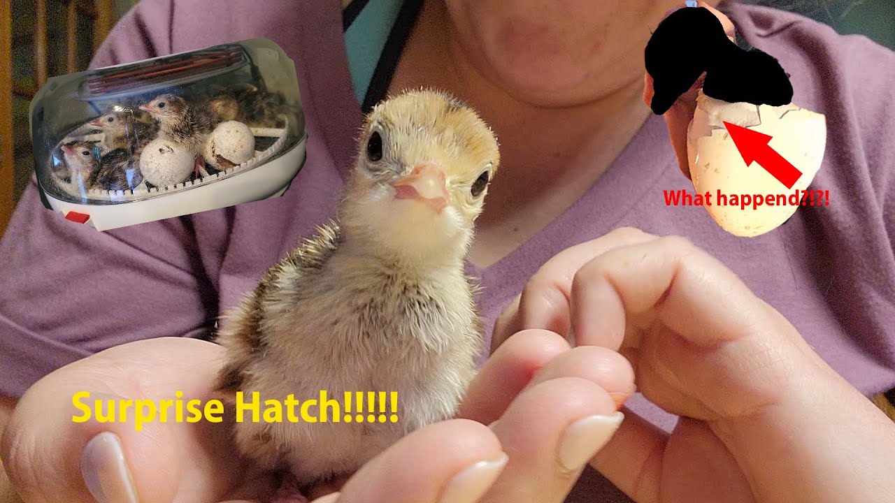 UNEXPECTED Hatch!?! Turkey Incubation day 15-28