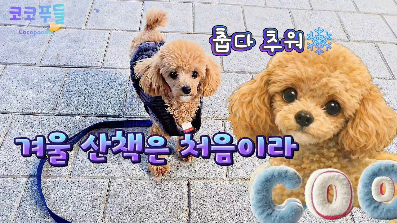 토이푸들 겨울 산책 가자♡#강아지산책 #토이푸들 #반려동물 #귀여운강아지 