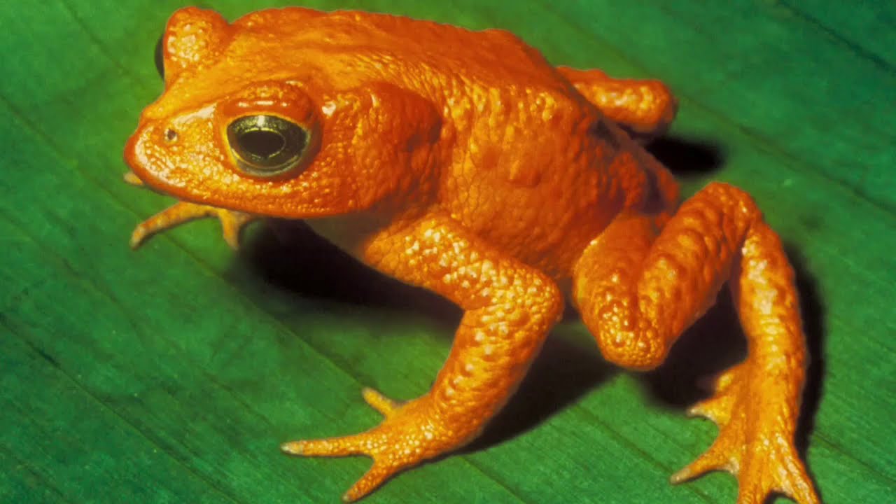 *GOLDEN TOADS* interesting facts and information