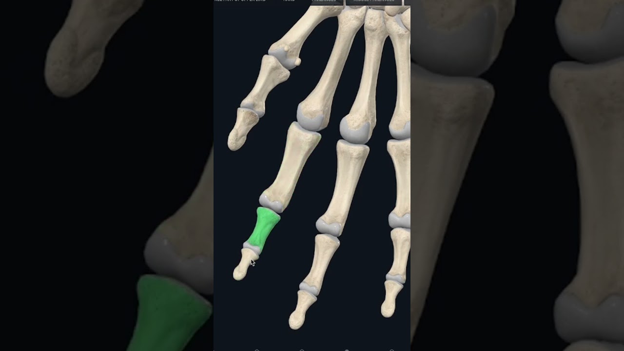 Фаланги пальцев #анатомия #anatomy #медицина #биология