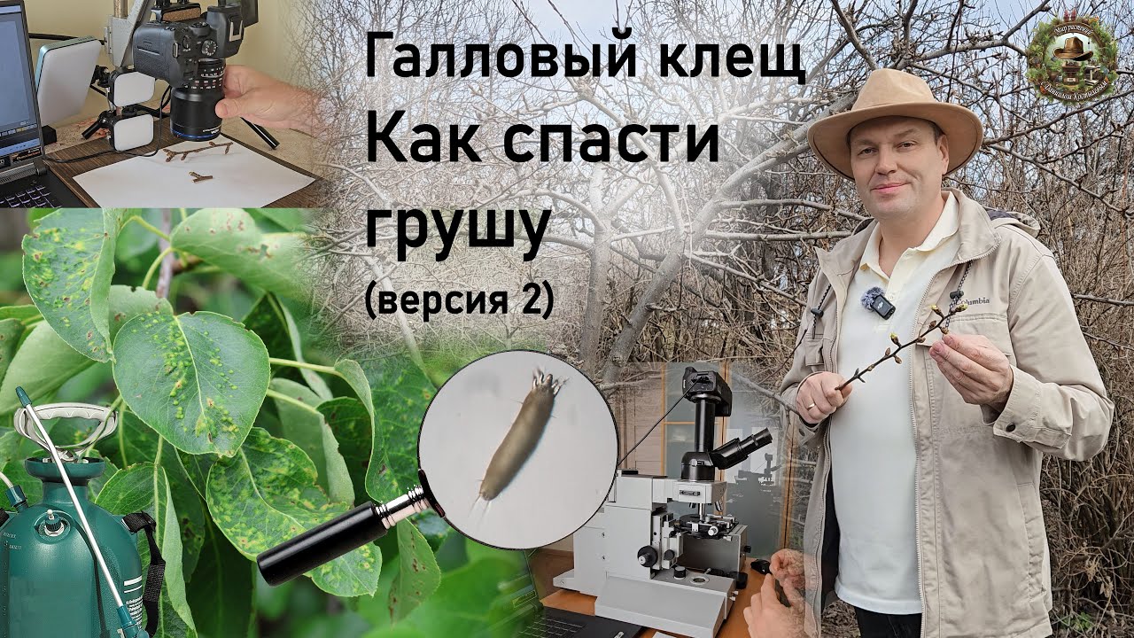 Обработка от грушевого галлового клеща весной