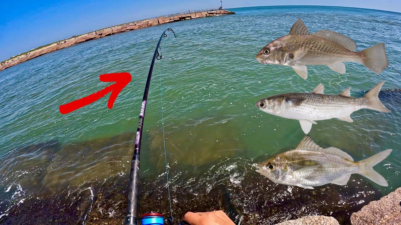 Jetty Fishing with LIVE BAIT! (Corpus Christi, Tx)