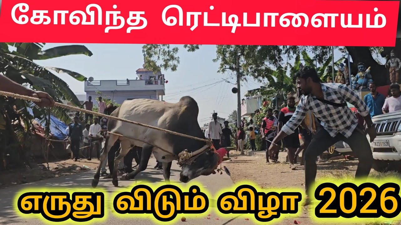 கோவிந்த ரெட்டிபாளையம் மாடு விடும் திருவிழா 2026 part 1 gr palayam eruthukattu  