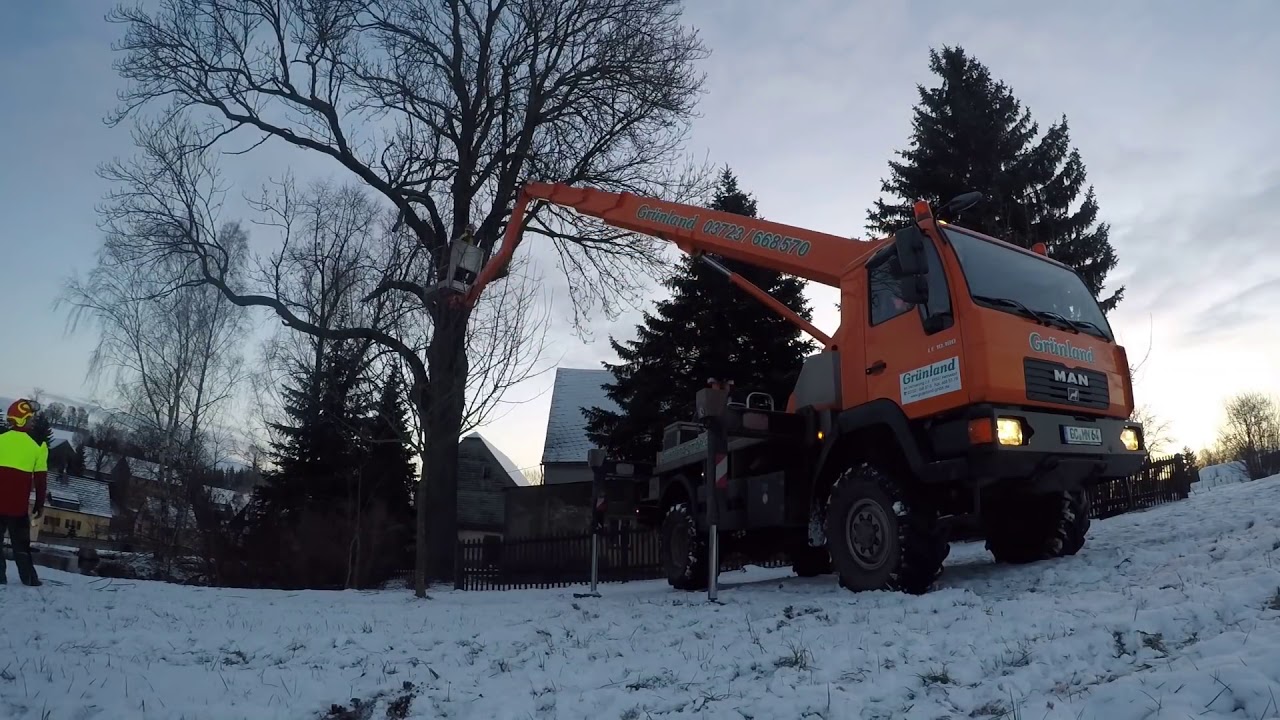 1½ METER DURCHMESSER   ein kranker Baumriese fällt