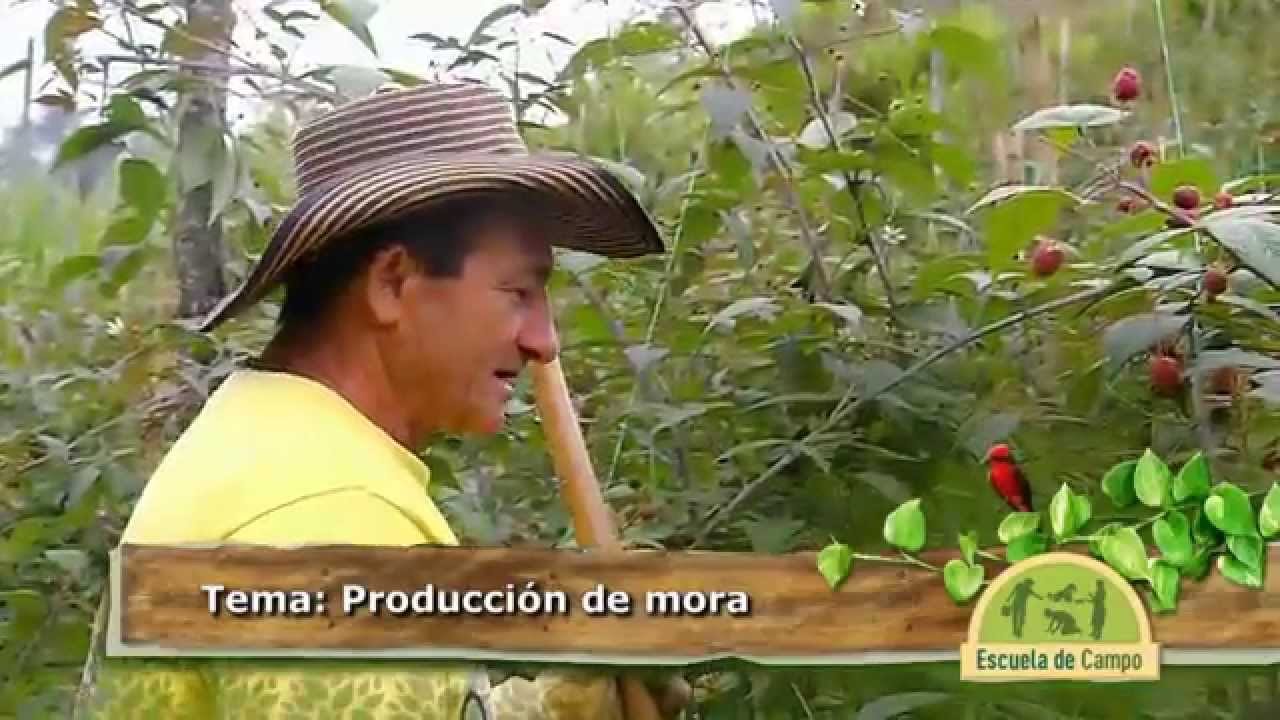Producción de mora en Escuela de Campo
