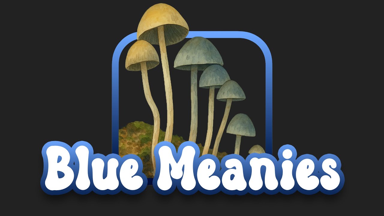 Blue Meanies: Cubensis Or Panaeolus Cyanescens!?!