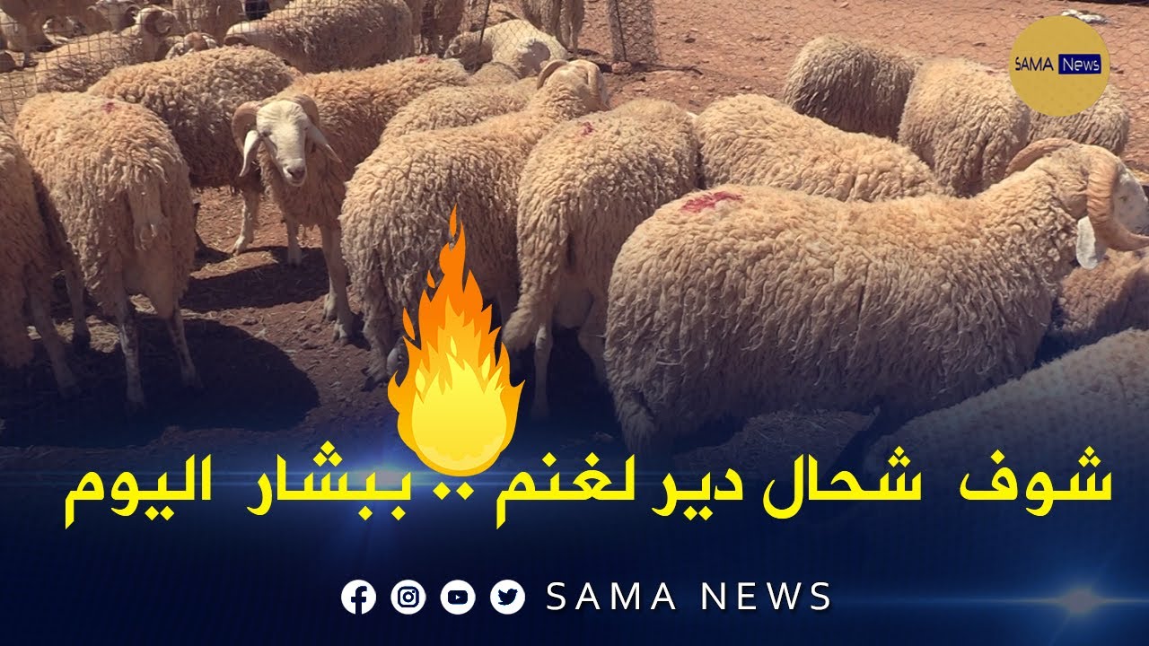 شوف  شحال دير لغنم  ببشار  اليوم