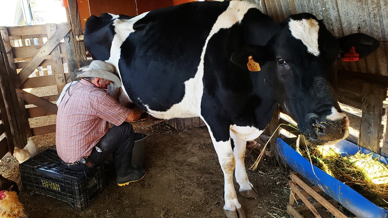 LEITE PURO CAIPIRA: TIRANDO LEITE / ORDENHA DAS VACAS ft ARY PORTUGUÊS