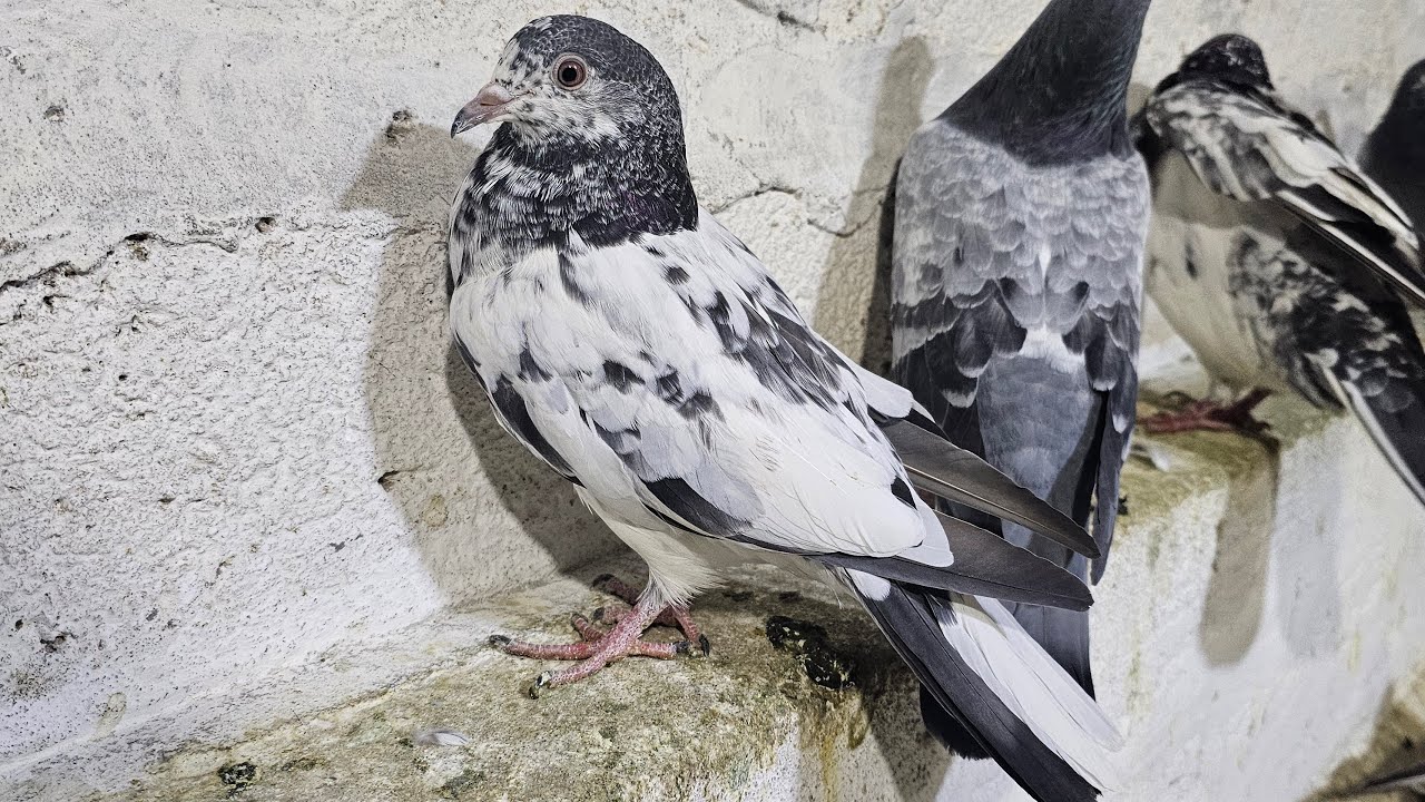 ❤️🕊🕊KGN pigeon loft Gautam  is live🕊🕊❤️