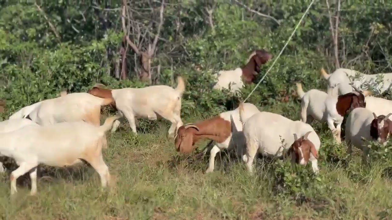 Boer Goats farming #goat #animals #livestock #farming #farmgoat #animallife #cow #farming101 