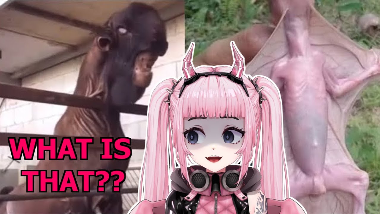 Can You Name ANY of The Animals In This Video? //Pipi Reacts to Casual Geographic