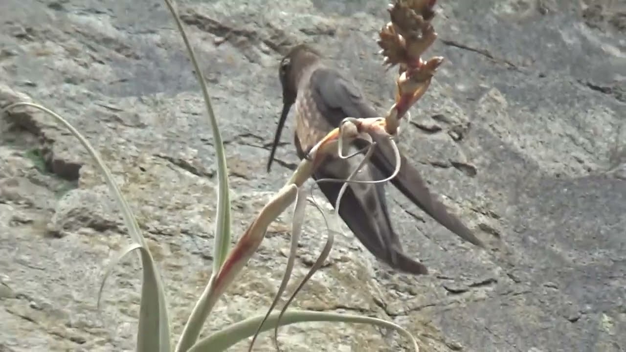 Picaflor gigante del Sur (Patagona gigas) Santa Eulalia