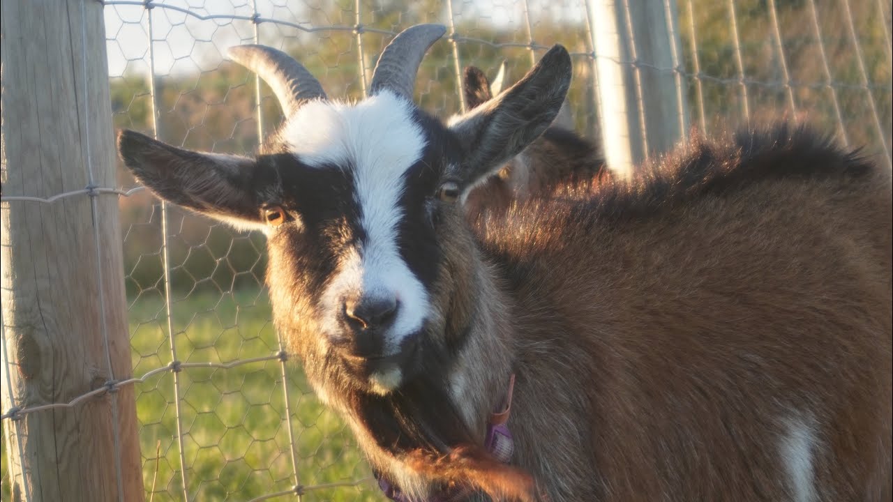My New Pygmy Goats
