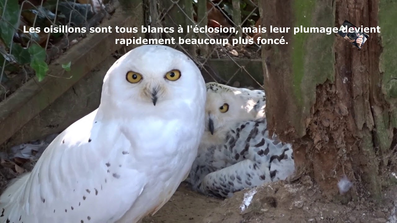 La Chouette Harfang - couvaison - est un hibou  de couleur blanche  -- Zoo d'Upie (Drôme) France