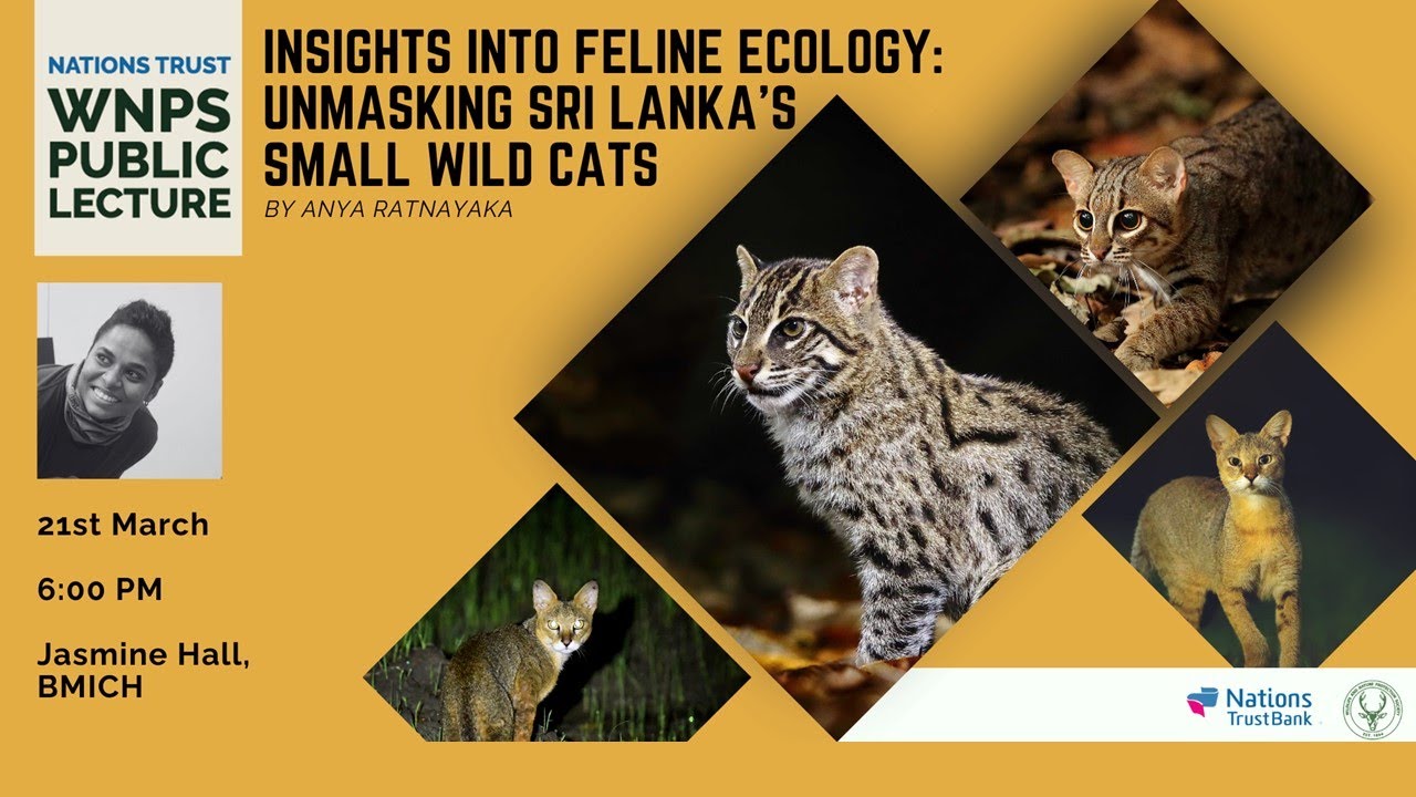 WNPS Monthly Lecture: Insights into Feline Ecology: Unmasking Sri Lanka's Small Wild Cats