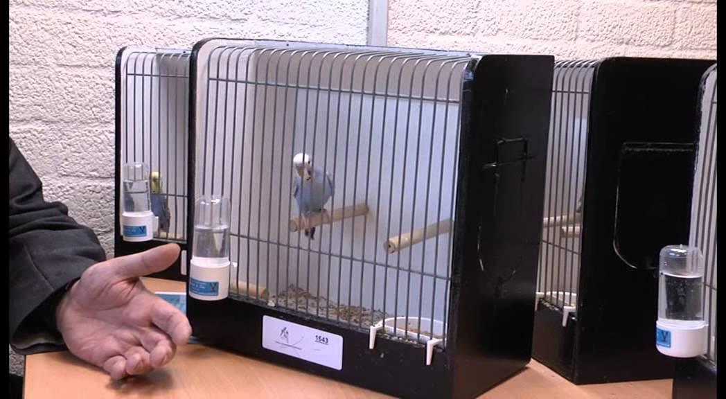 vogeltentoonstelling Hapert