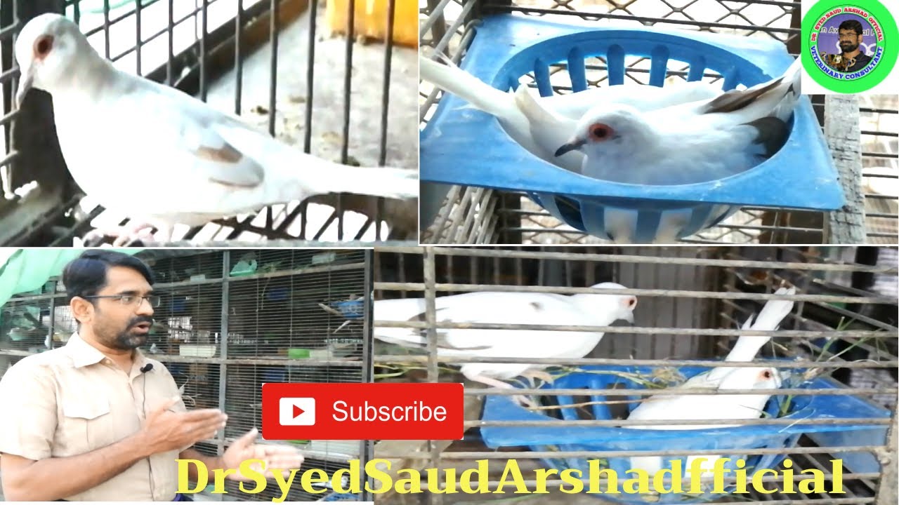 Different Color and Pattern of Pide Dove Breeding Performance