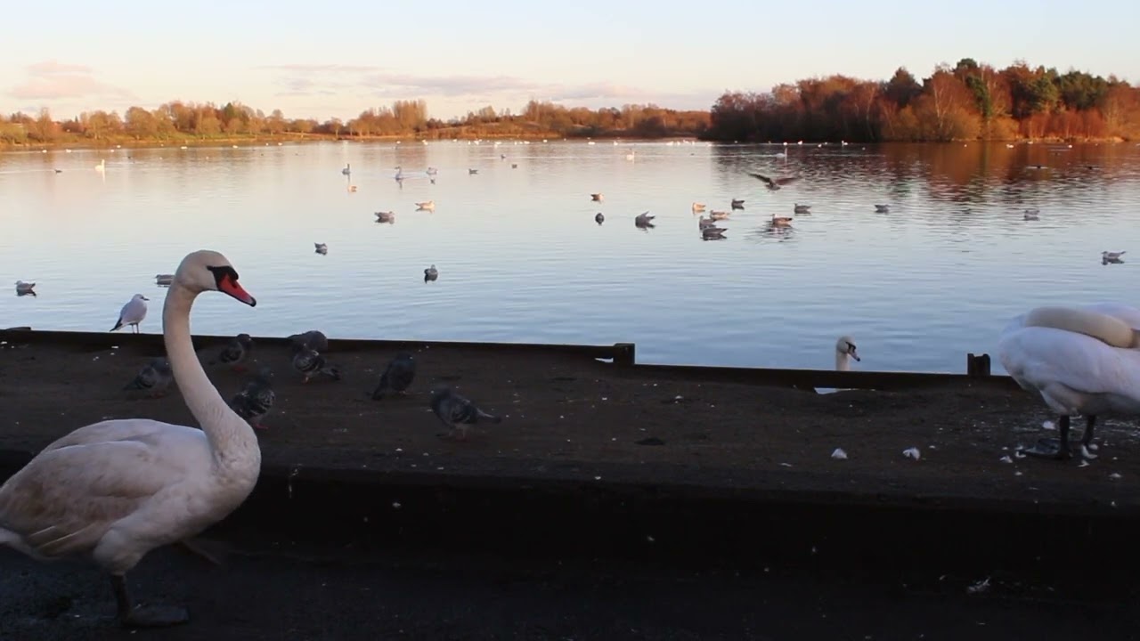 Curious Swan - Seven Loch