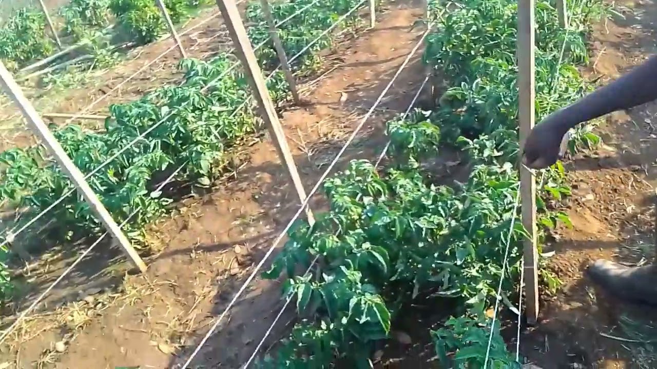 Tomato farming update #staking